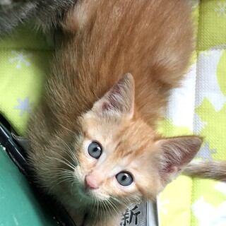 茶トラの男の子 ムニケル