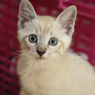 シャムMIXスムー