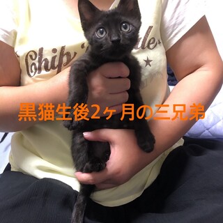 生後2ヶ月の黒猫ちゃん