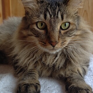 大きな体に穏やかなハートのキジトラ。