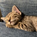 募集！子猫、キジトラ、メス、美猫ちゃん！