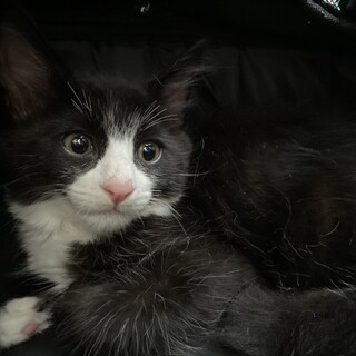 子猫ちゃん