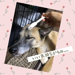 「おかーさんのフォークマッサージ」サムネイル2