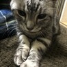 チビ＆ジャッキー