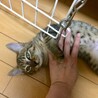 里親さん決まりました。ありがとうございました。 サムネイル7