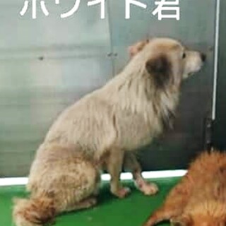 【感謝】繋がります！野犬のホワイト君♂