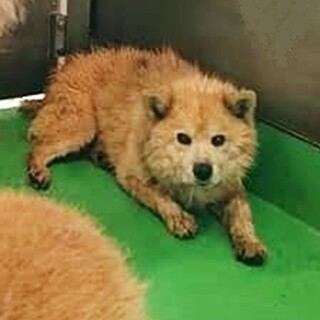 【感謝】繋がります！犬舎①野犬のマル君♂