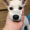 シオンちゃんのずっとの家族募集を一旦中断致します。