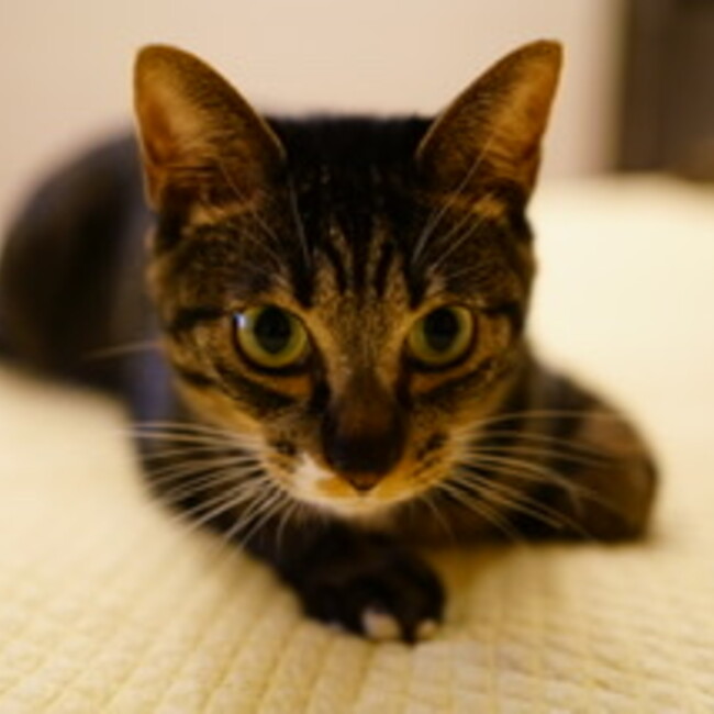ハンターキジオのカバー写真