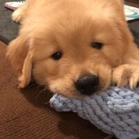 アポロ