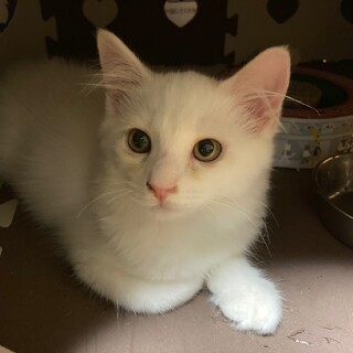しろねこポア君里親さん募集