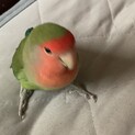 コザクラインコ