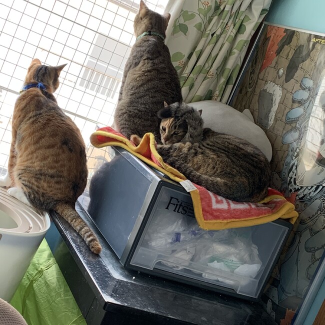 きなこママのカバー写真