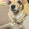 しゅりりん@
