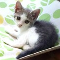 ひとりぼっちのサバシロ美少女ゴマちゃん540g