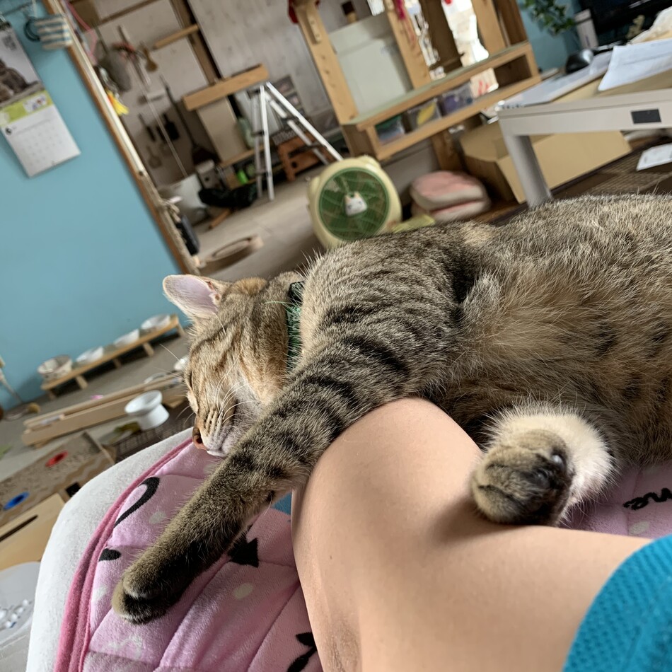 ずんだのカバー写真