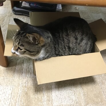 僕には少し狭いようです。。