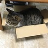 僕には少し狭いようです。。