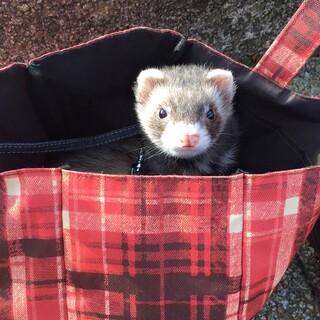 ジャスティン元気な男の子