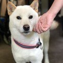 8〜９カ月の柴犬の男の子