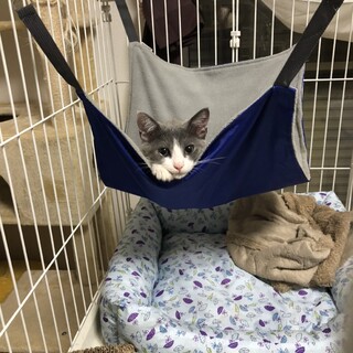 可愛いグレーと白のハチワレボーイ♡