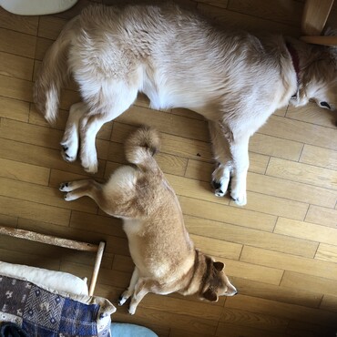 4歳のレンちゃん5ヶ月のマリンちゃん大きさが(|||O⌓O;)