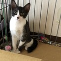 先住猫さんのお友達に