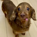 小さめ元気なダックスくんです♪