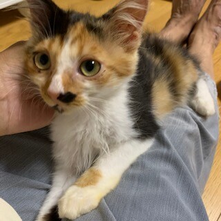 トライアル中ララ　　きれいな長毛三毛の女の子