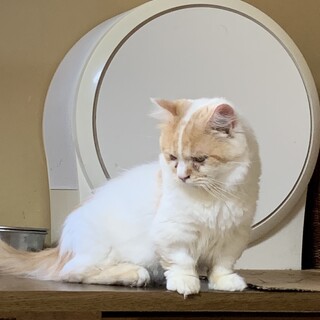 ずっとのお家を募集中