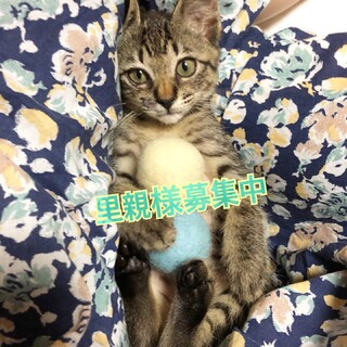 ★かわいいキジトラの男の子★