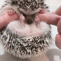 締め切りました オスハリネズミ