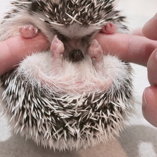締め切りました オスハリネズミ