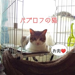 パブロフの猫