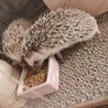 締め切りました オスハリネズミ サムネイル2