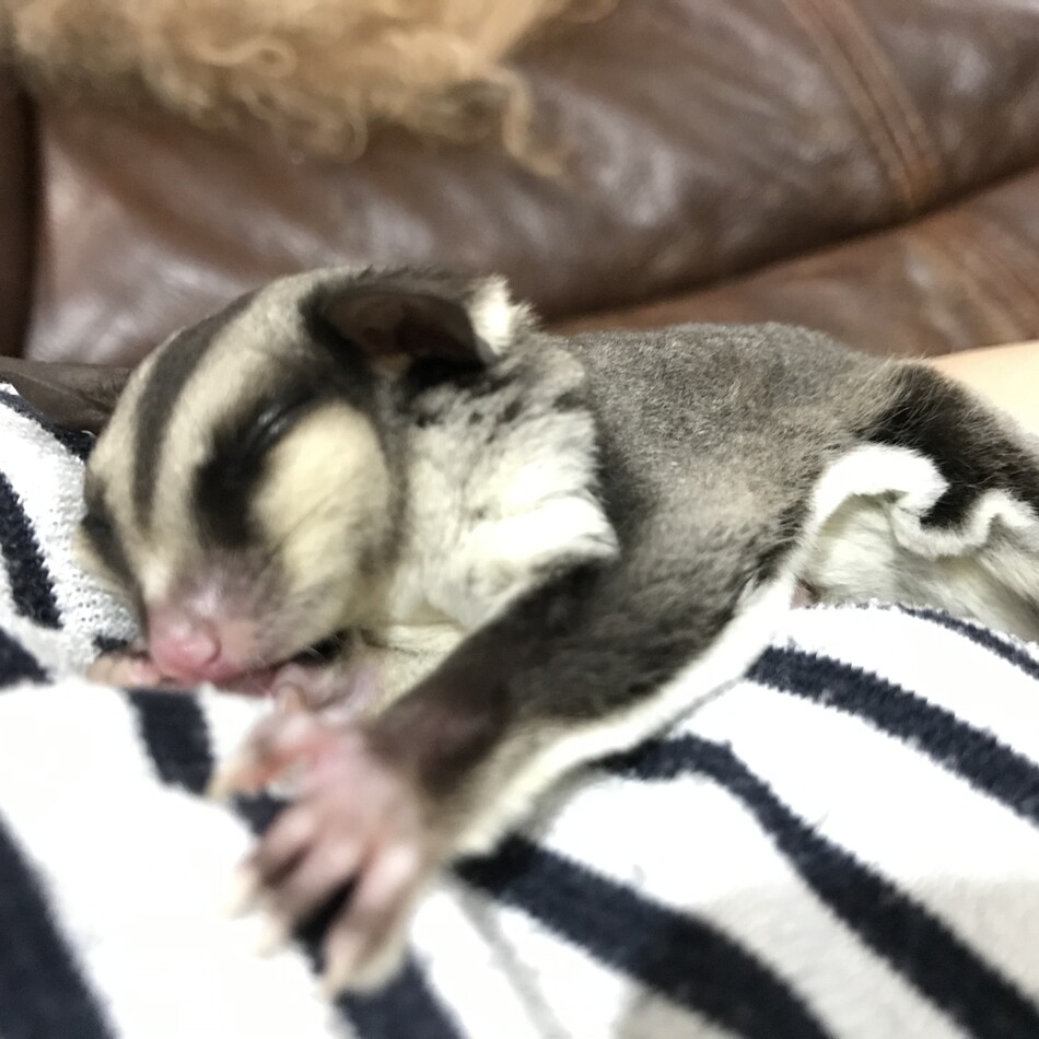 エンジェルのカバー写真