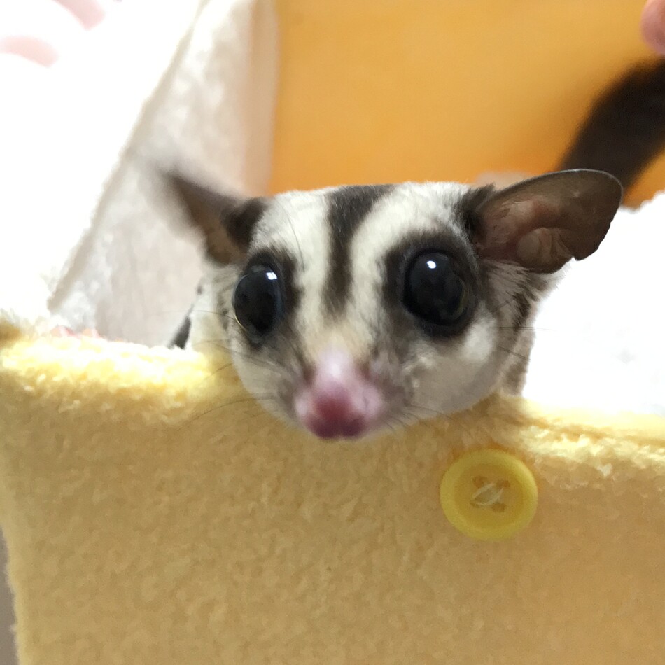 パールのカバー写真