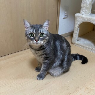 アメリカンショートヘア　１歳４ヵ月のオスです