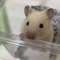 【キンクマ】ゴールデンハムスター♂生後1ヶ月半
