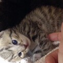 生まれたての赤ちゃん猫　キジトラ柄