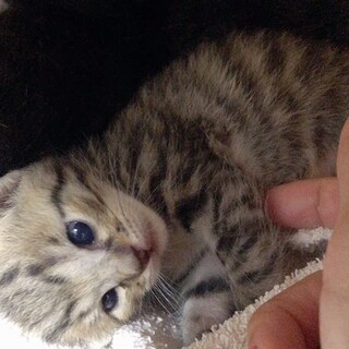 生まれたての赤ちゃん猫　キジトラ柄