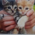 子猫 1ヶ月半くらい