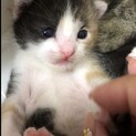 生まれたての赤ちゃん猫　ミケ