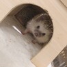 締め切りました オスハリネズミ サムネイル3