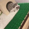 締め切りました オスハリネズミ サムネイル4