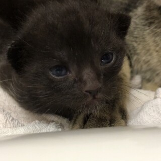 生まれたての赤ちゃん猫クロ