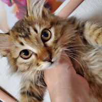 こむぎ