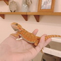 フトアゴヒゲトカゲ