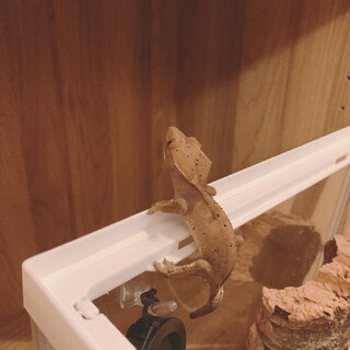 クレステッドゲッコー