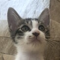 元気で甘えん坊のイケメン子猫